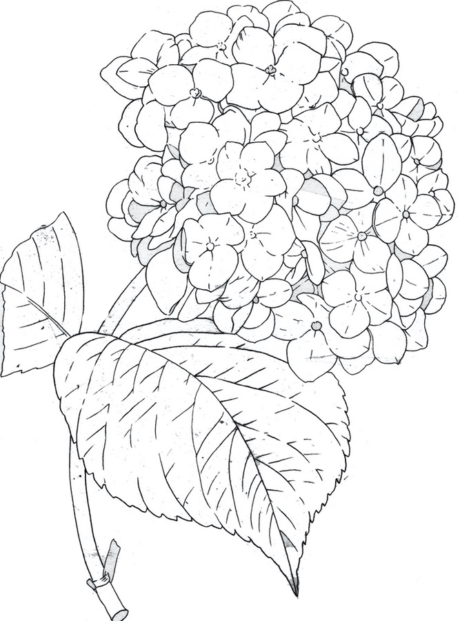 Pretty Hydrangea Flower Coloring Pages