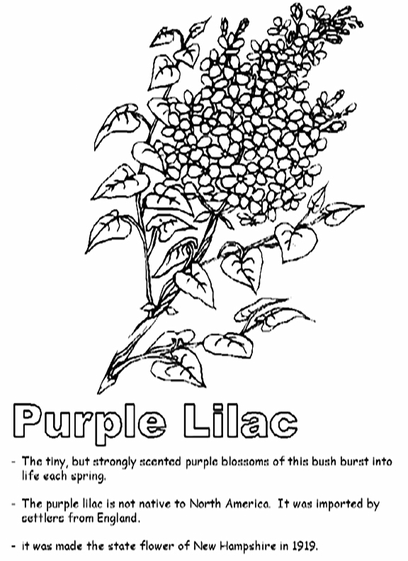 Purple Lilac Coloring Sheet