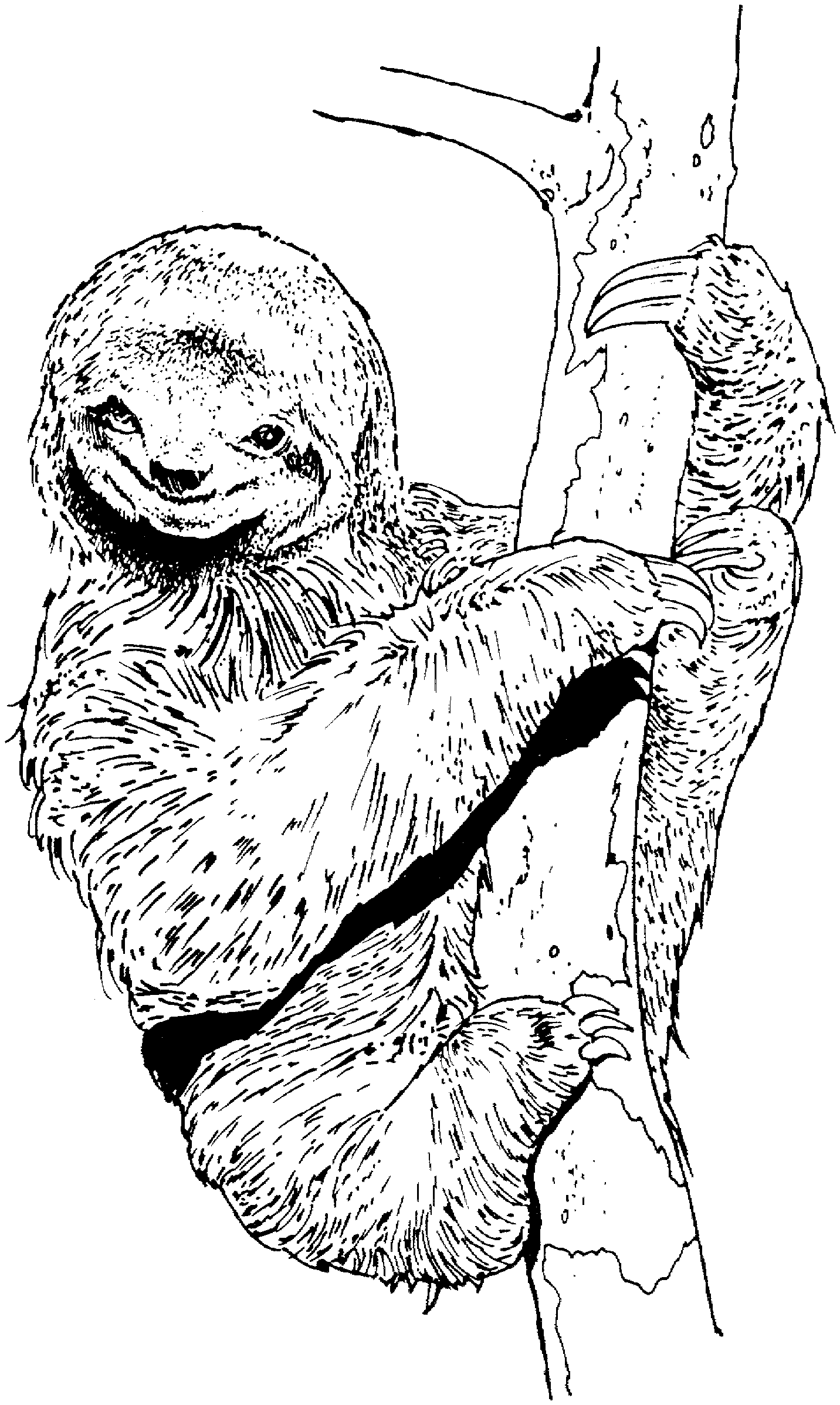 Realistic Sloth Coloring Page