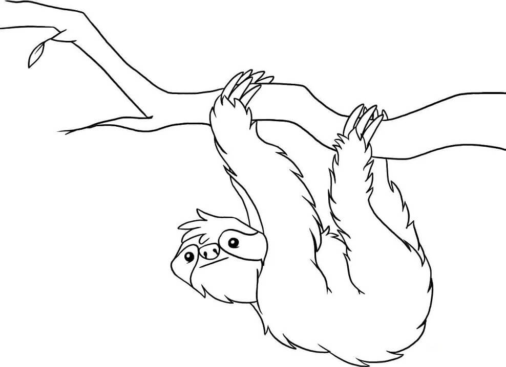 Sloth Hanging Coloring Page