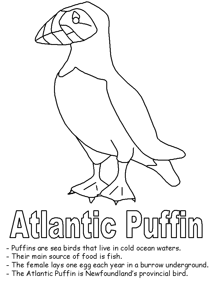 Atlantic Puffin Coloring Pages