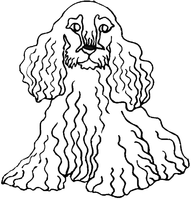 Cocker Spaniel Drawing Coloring Page