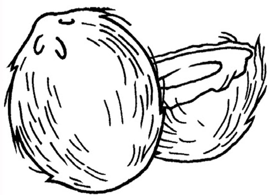 Coconut Printable Coloring Page