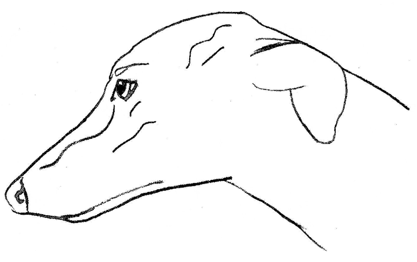 Greyhound Head Coloring Page
