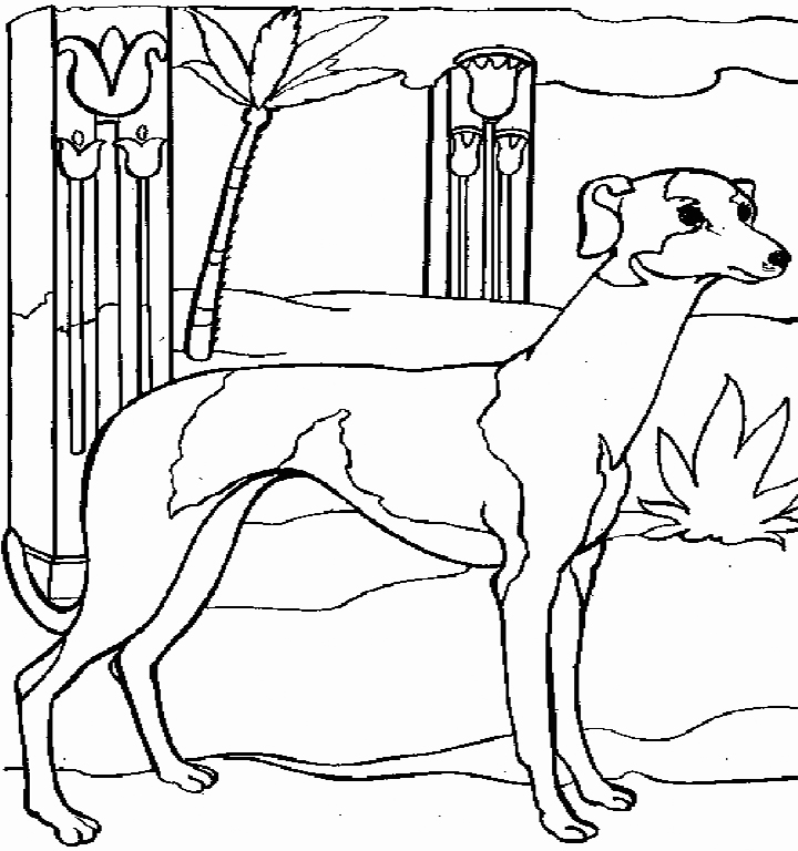 Greyhound Realistic Coloring Pages