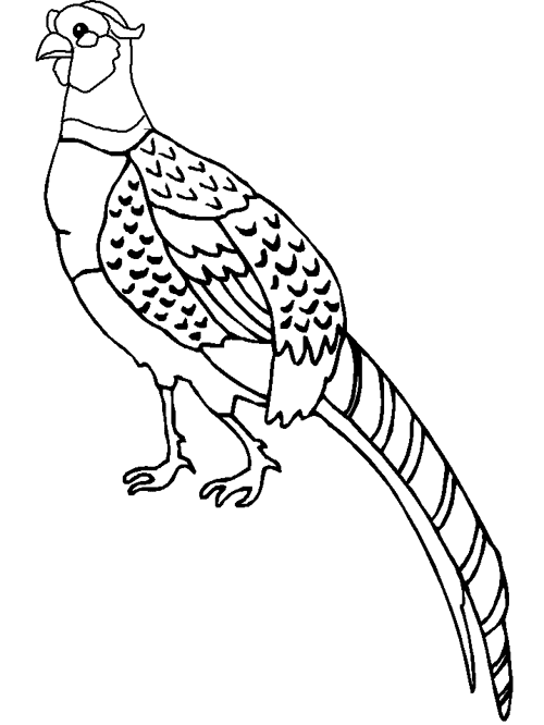 Pheasant Coloring Pages