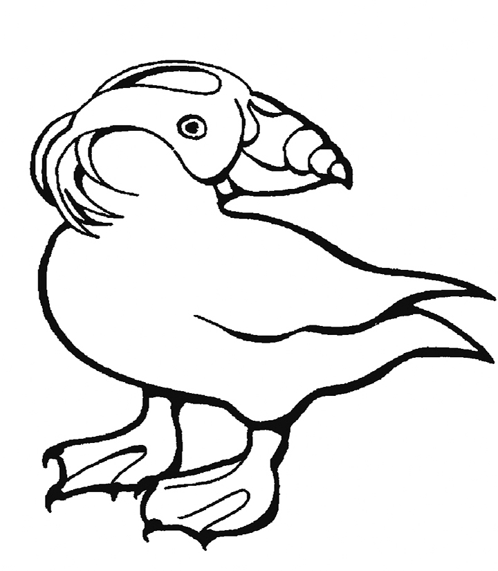 Printable Puffin Coloring Pages