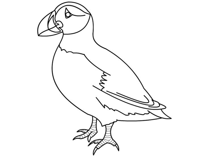 Puffin Bird Coloring Pages