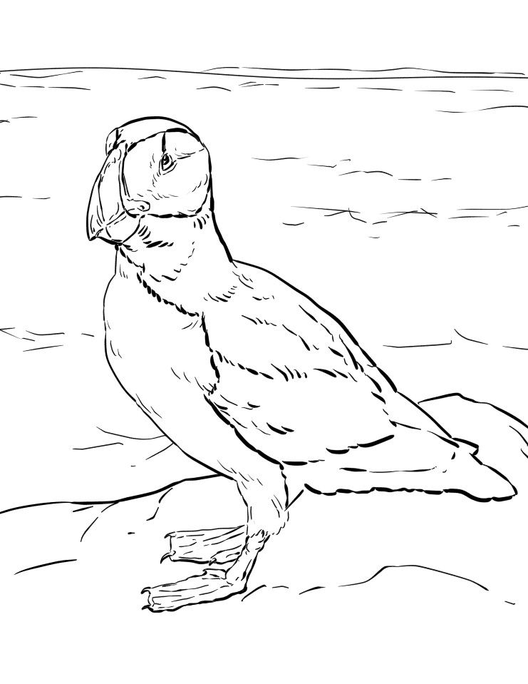 Realistic Puffin Coloring Page