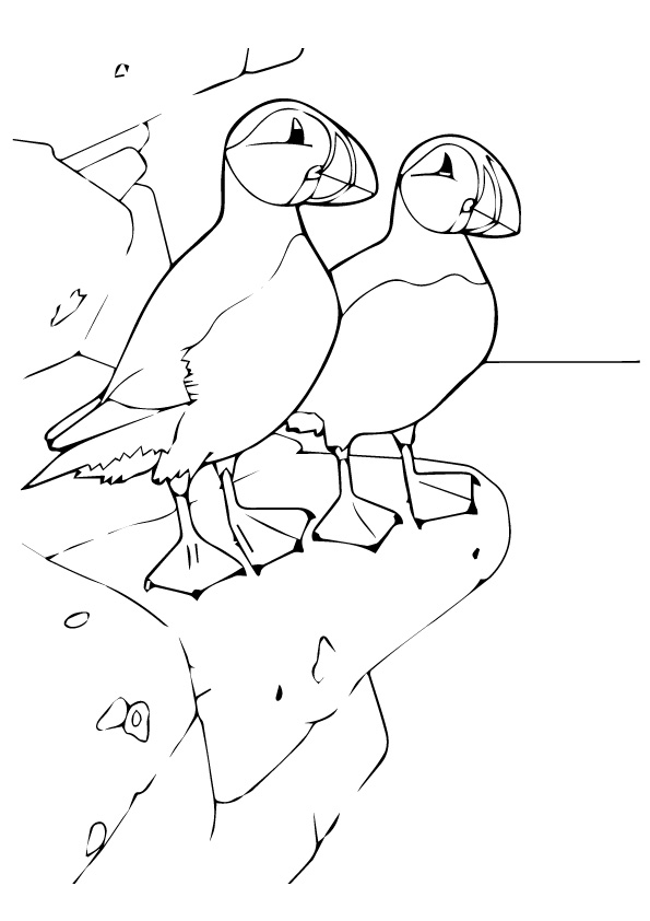 Two Puffins Coloring Pages