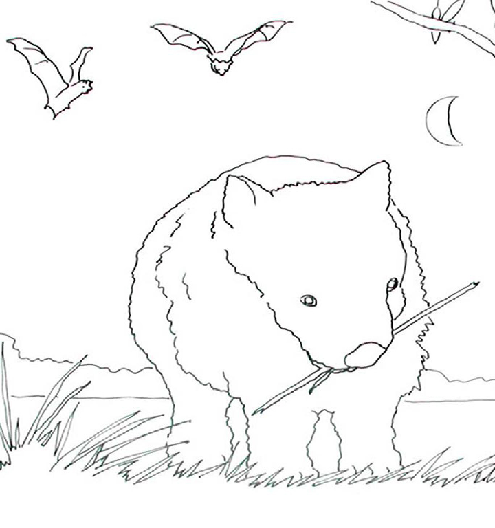 Wombat Coloring Page