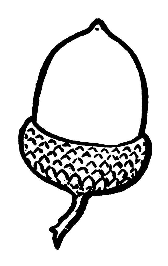Acorn Coloring Pages