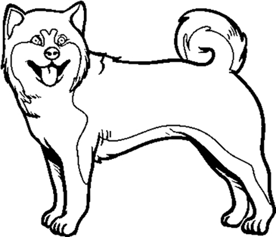 Akita Coloring Pages