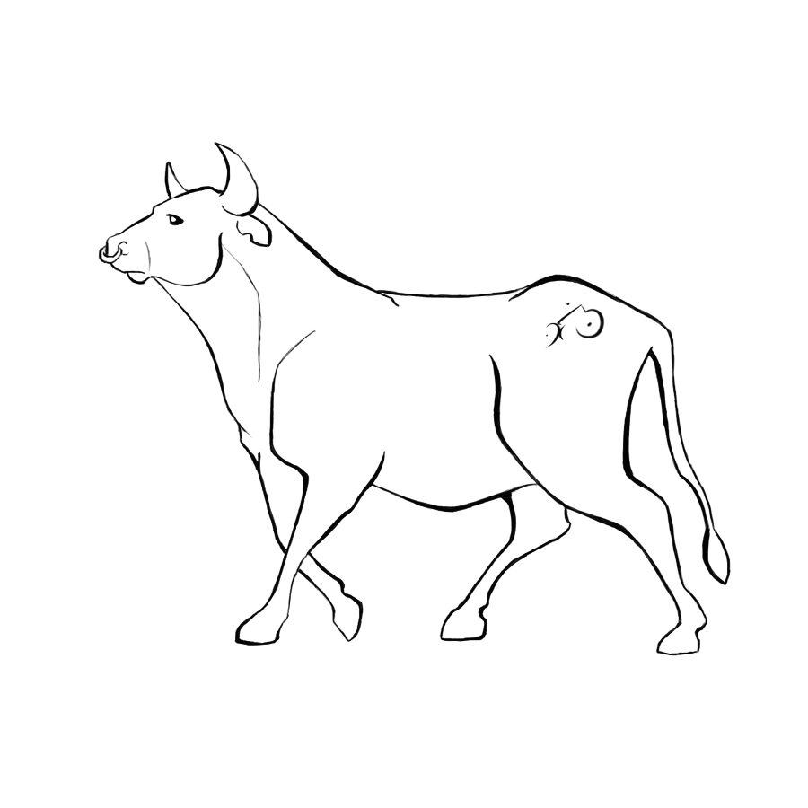 Bull Coloring Pages