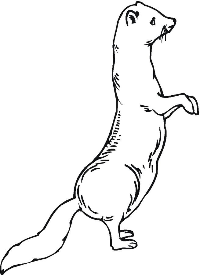 Curious Ferret Coloring Pages
