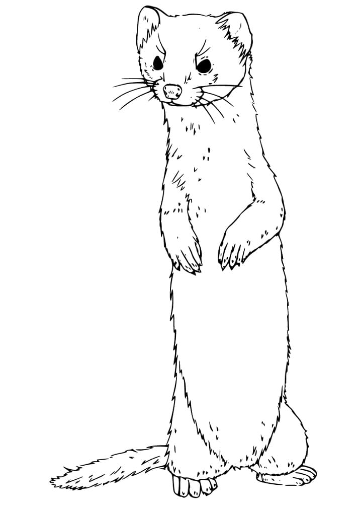 Cute Ferret Coloring Pages