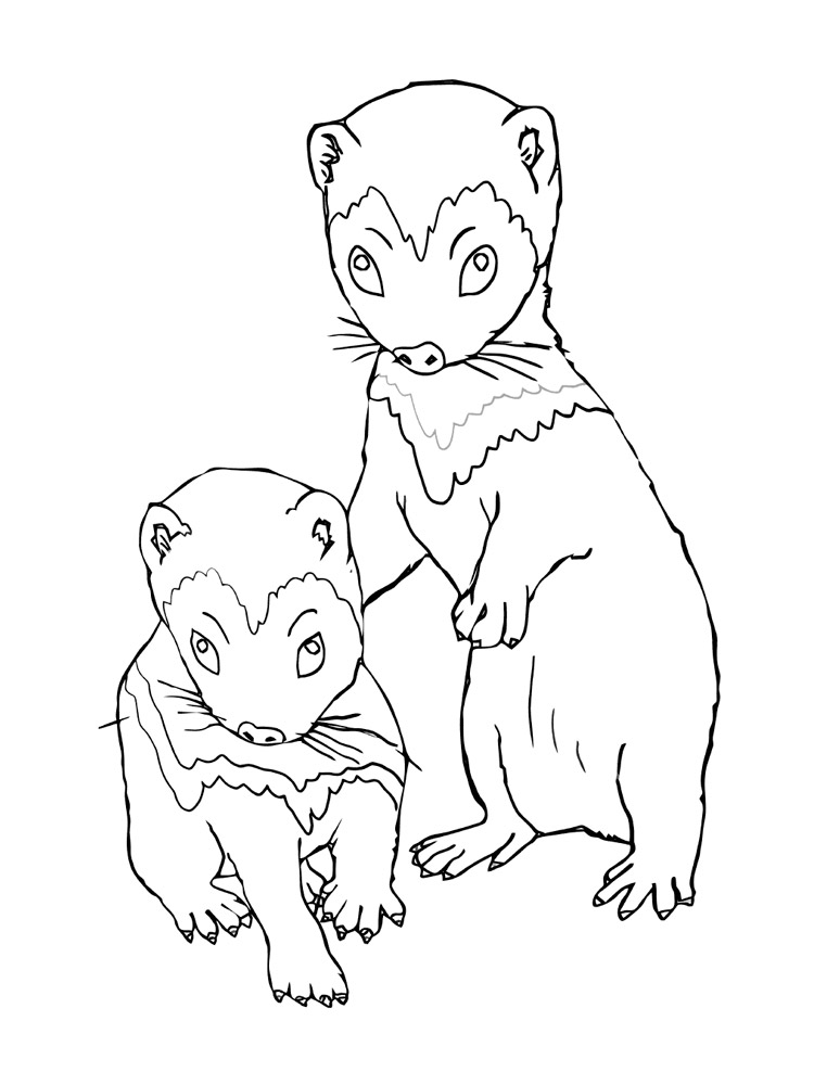 Ferrets Coloring Pages