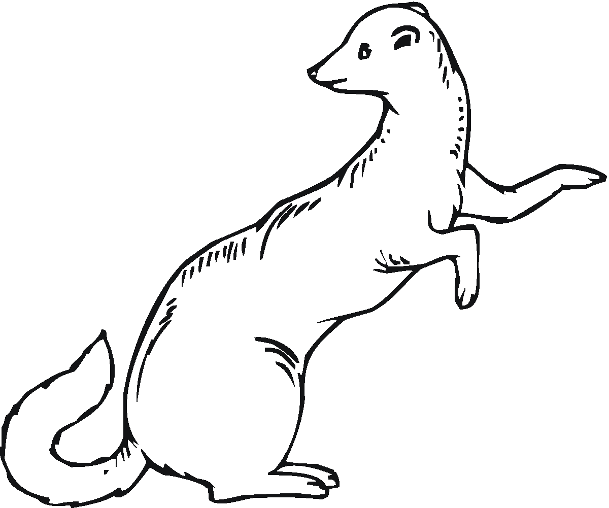 Printable Ferret Coloring Pages