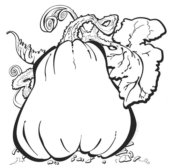 Pumpkin On The Vine Coloring Page