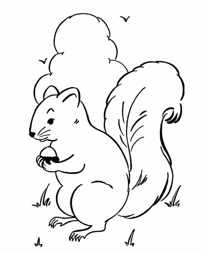 Squirrel And Acorn Coloring Pages