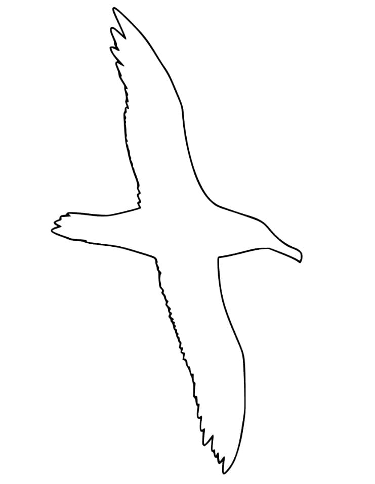 Albatross Outline Coloring Page