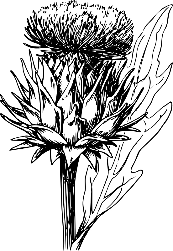 Artichoke With Flower Coloring Page