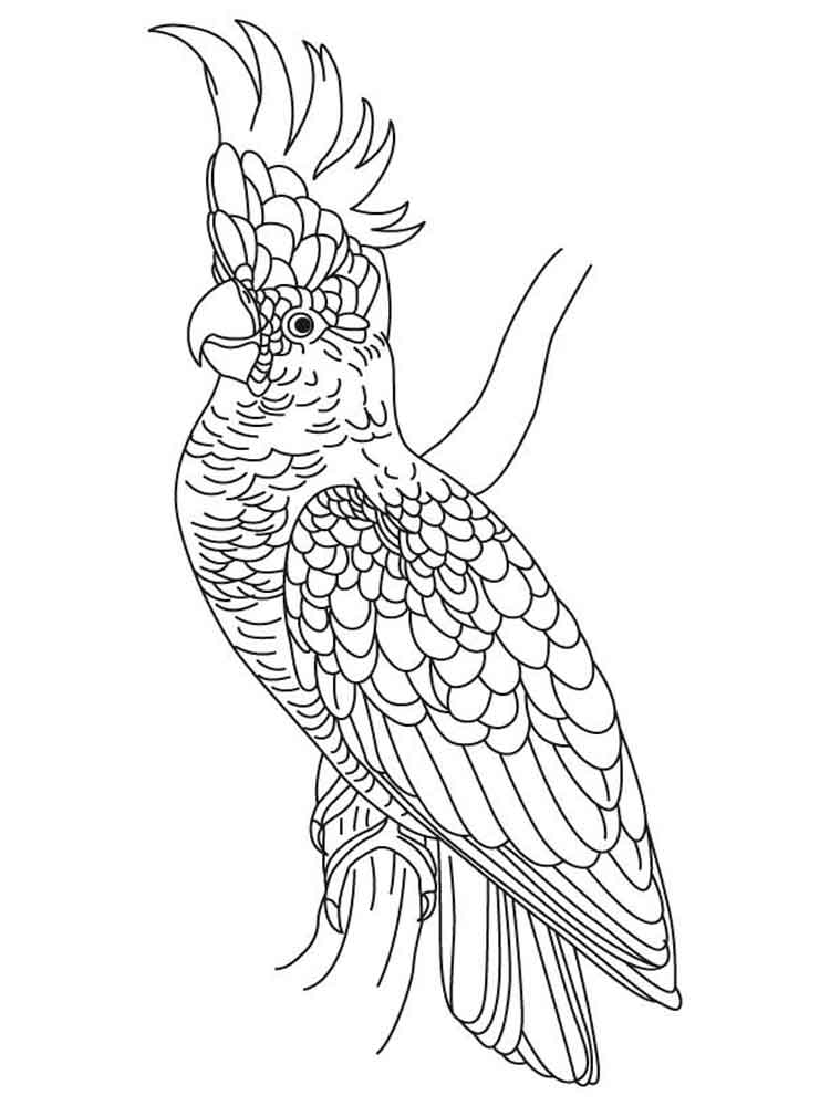 Beautiful Detailed Cockatoo Coloring Page