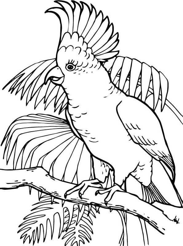 Cockatoo Bird Coloring Pages