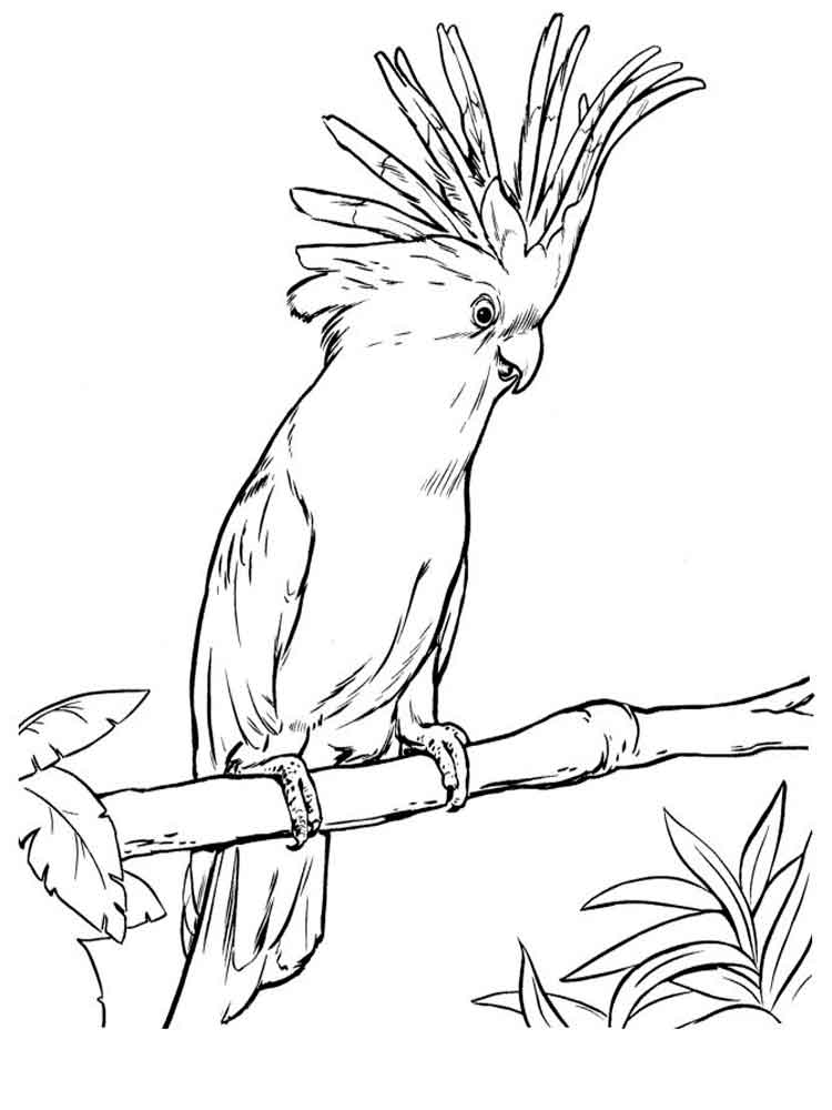 Cockatoo Printable Coloring Pages