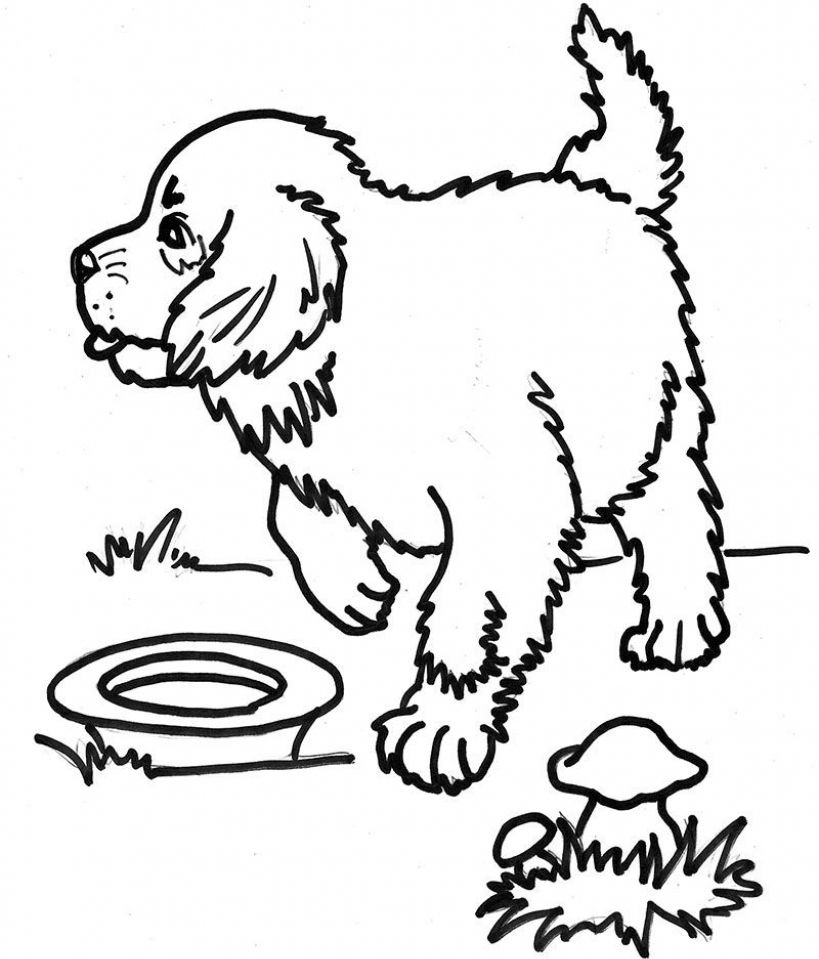 Cute St Bernard Puppy Coloring Page