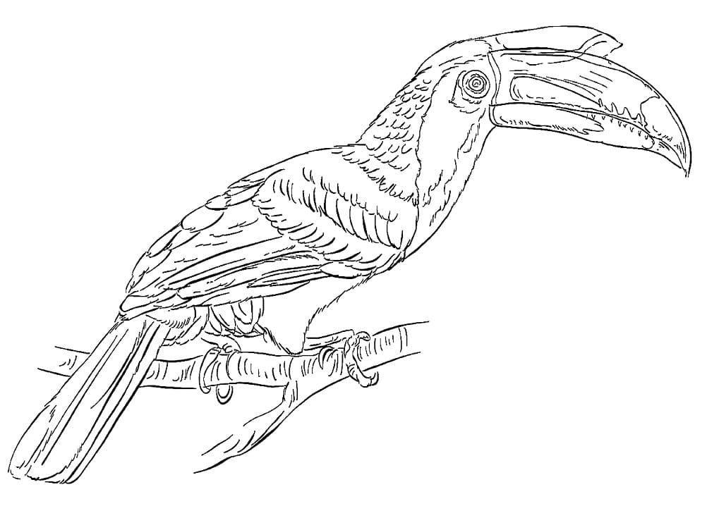 Detailed Hornbill Coloring Pages