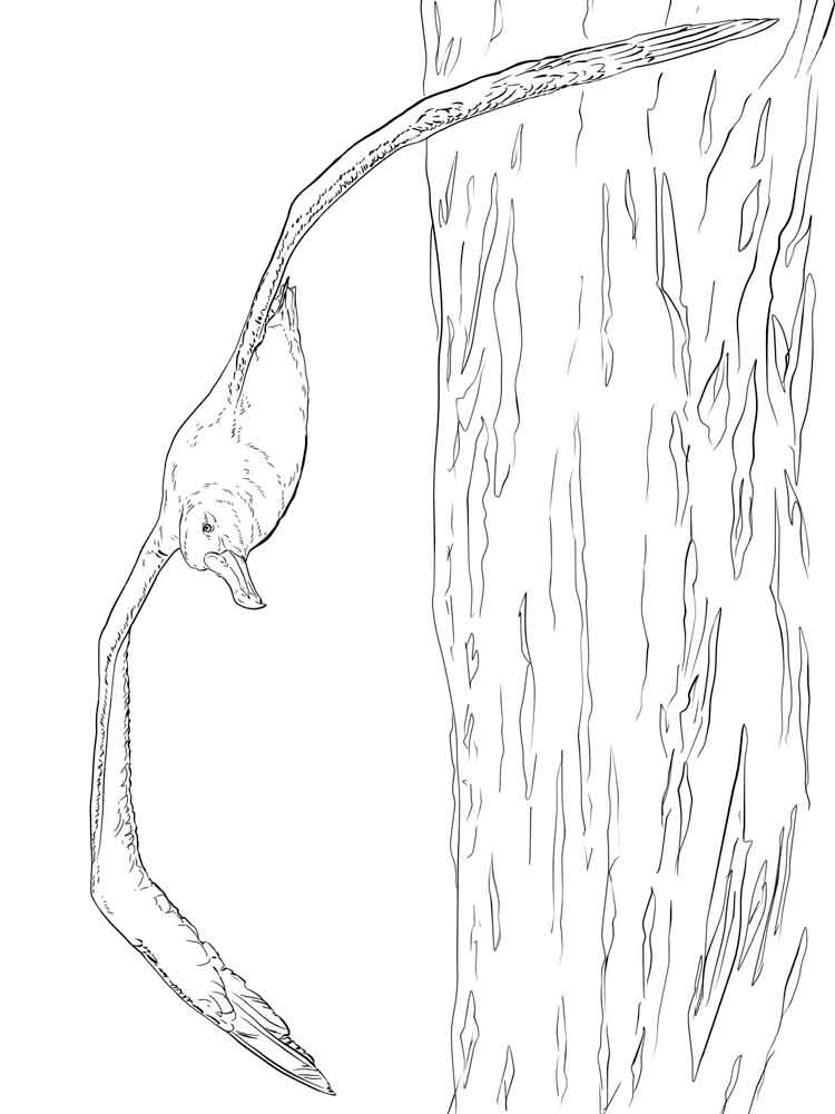 Flying Albatross Coloring Page