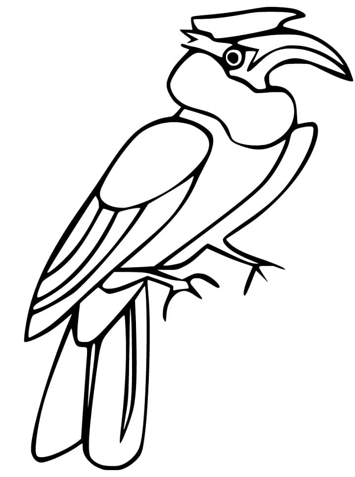 Hornbill Bird Coloring Pages