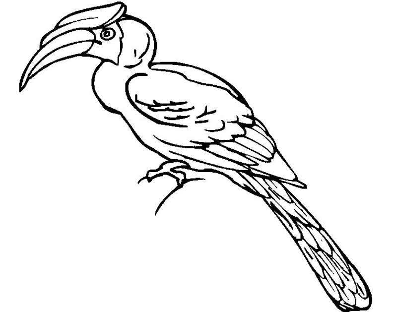 Hornbill Printable Coloring Page