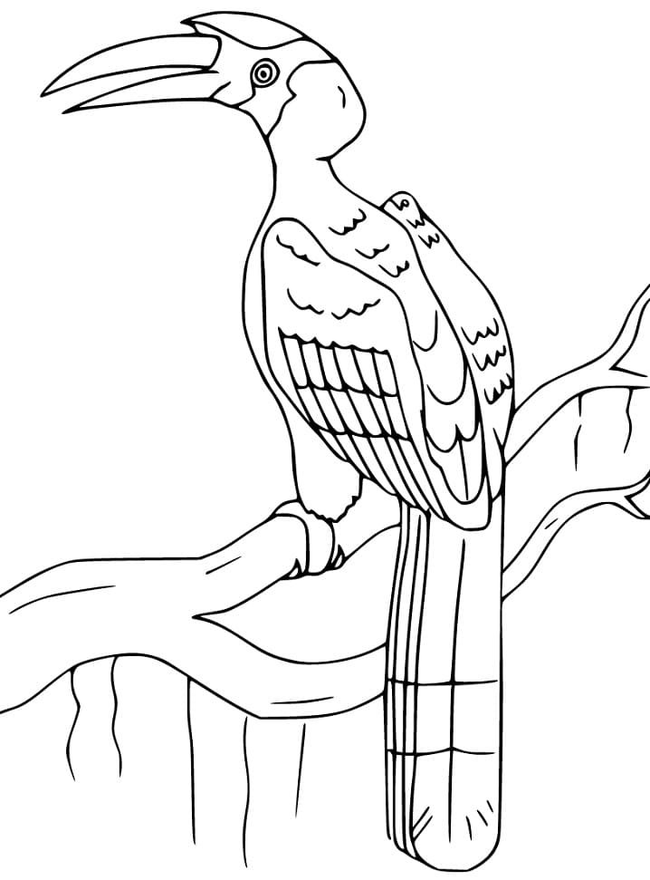 Hornbill On Large Branch Coloring Page