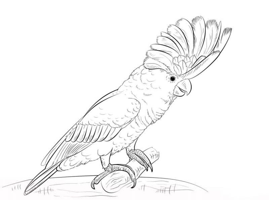 Pretty Cockatoo Coloring Page