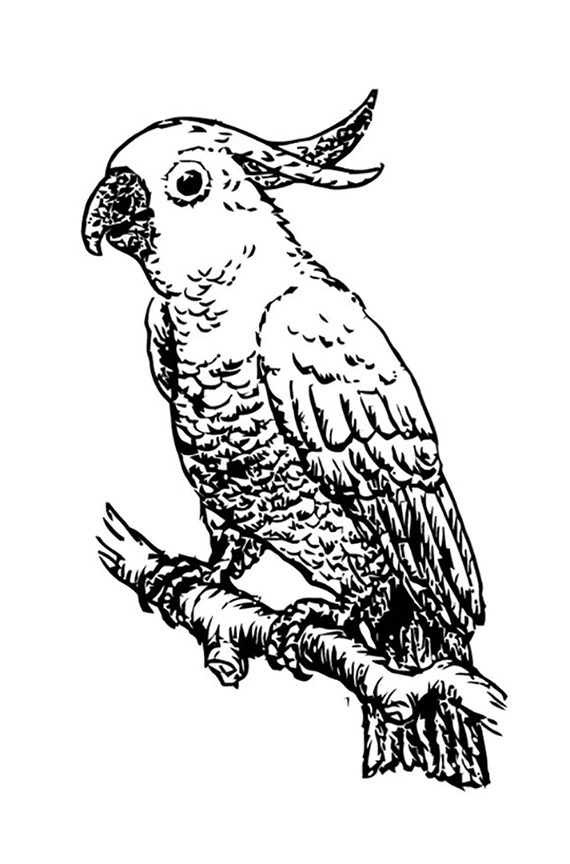 Realistic Cockatoo Coloring Page