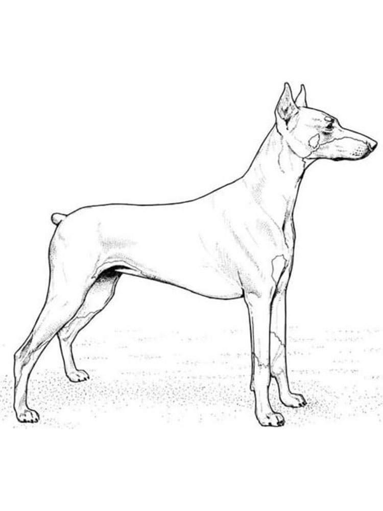 Realistic Doberman Pinscher Coloring Page