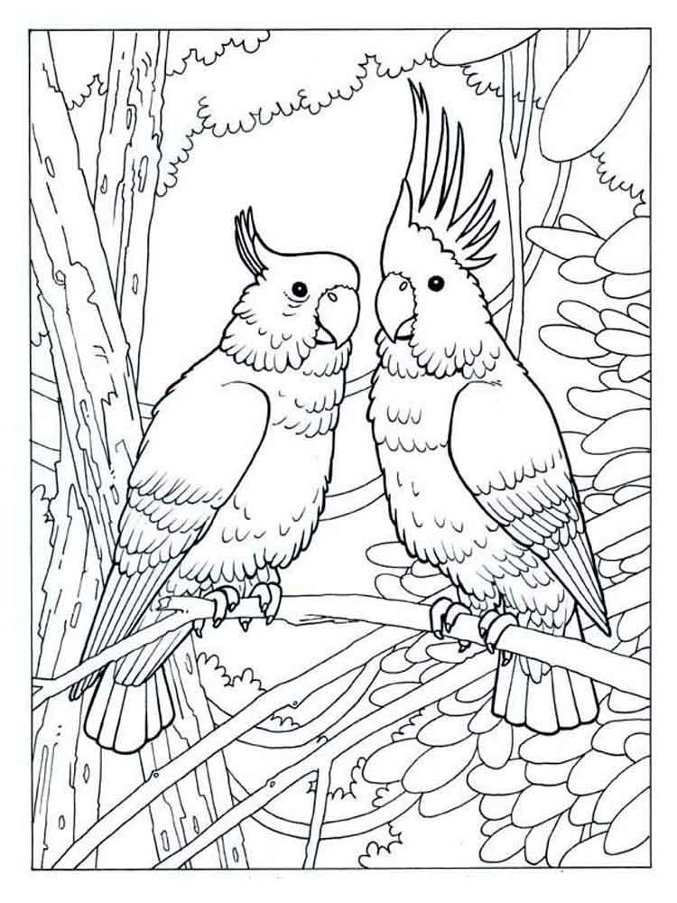 Two Cockatoos Coloring Pages