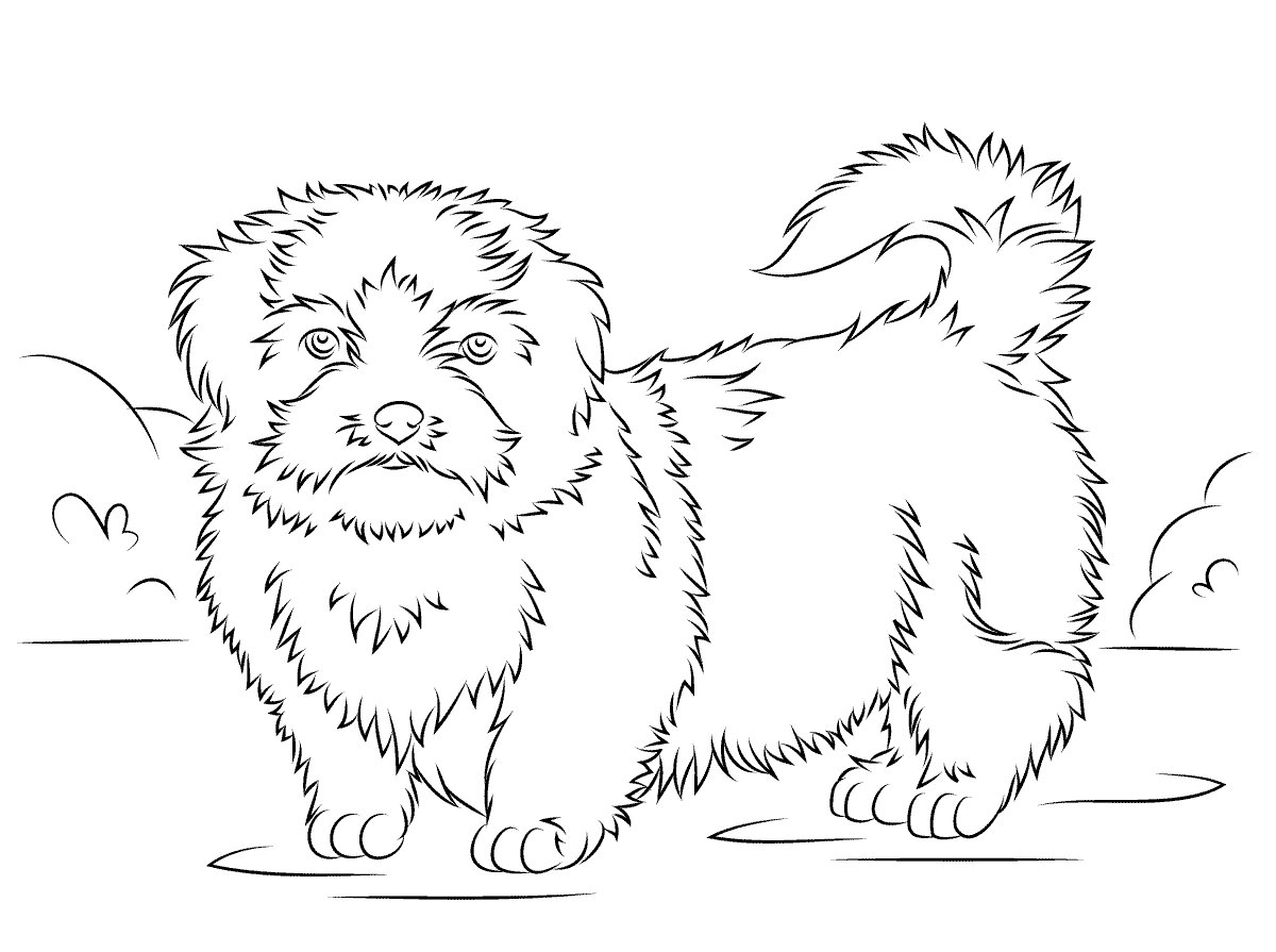 Fuzzy Shih Tzu Coloring Pages