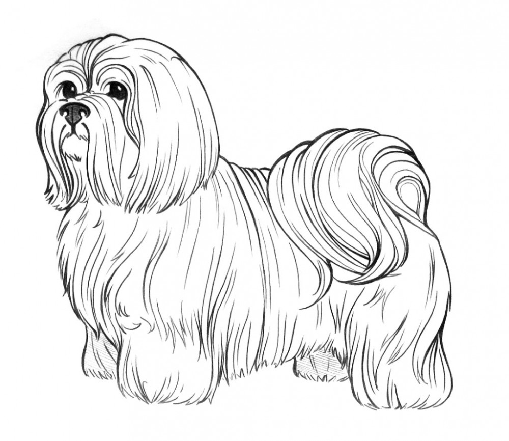 Long Haired Shih Tzu Coloring Pages