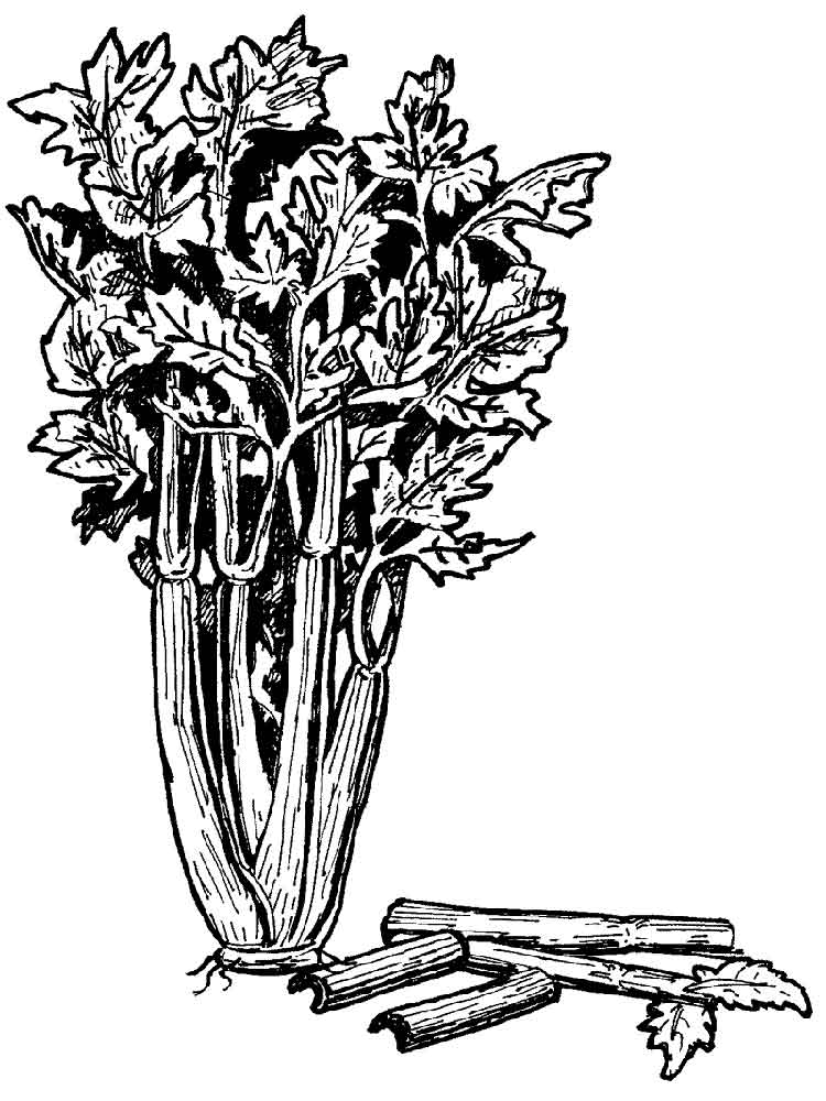 Realistic Celery Coloring Pages