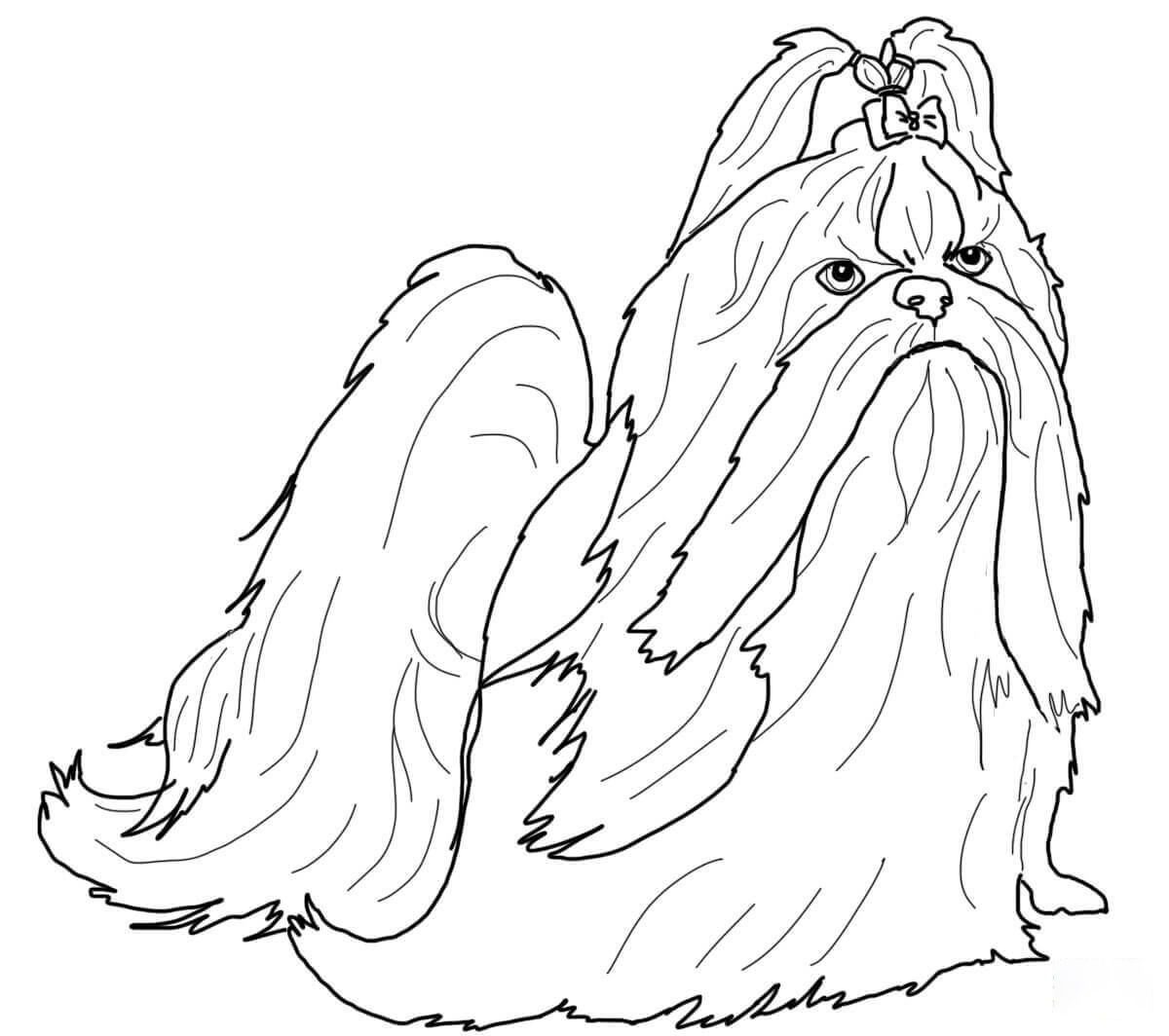 Shih Tzu With Pony Tail Coloring Pages
