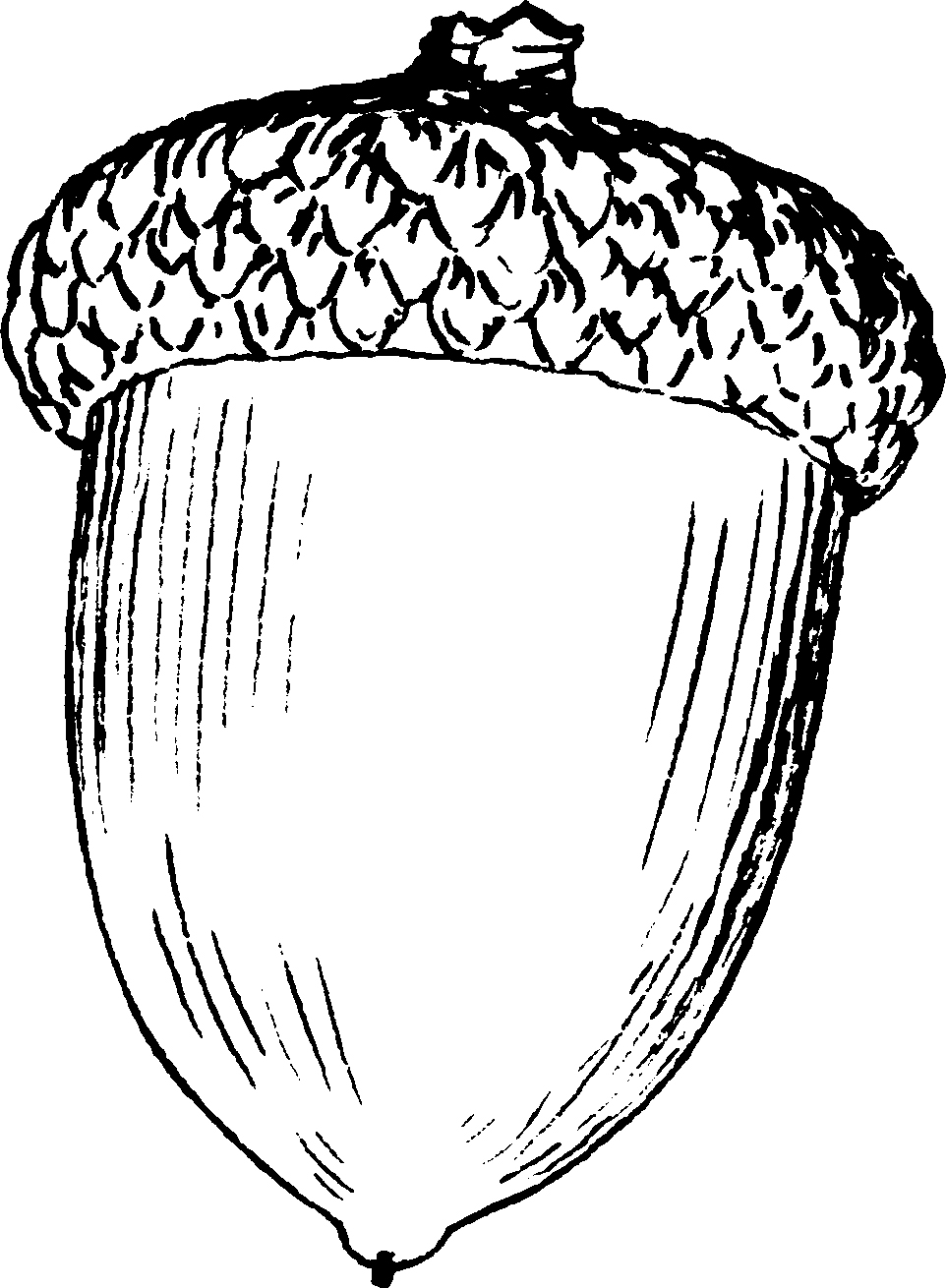 Acorn Nut Coloring Page