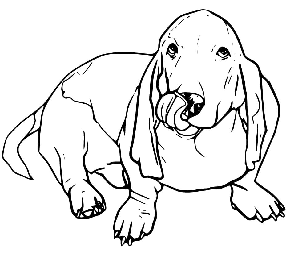 Basset Hound Licking Face Coloring Pages
