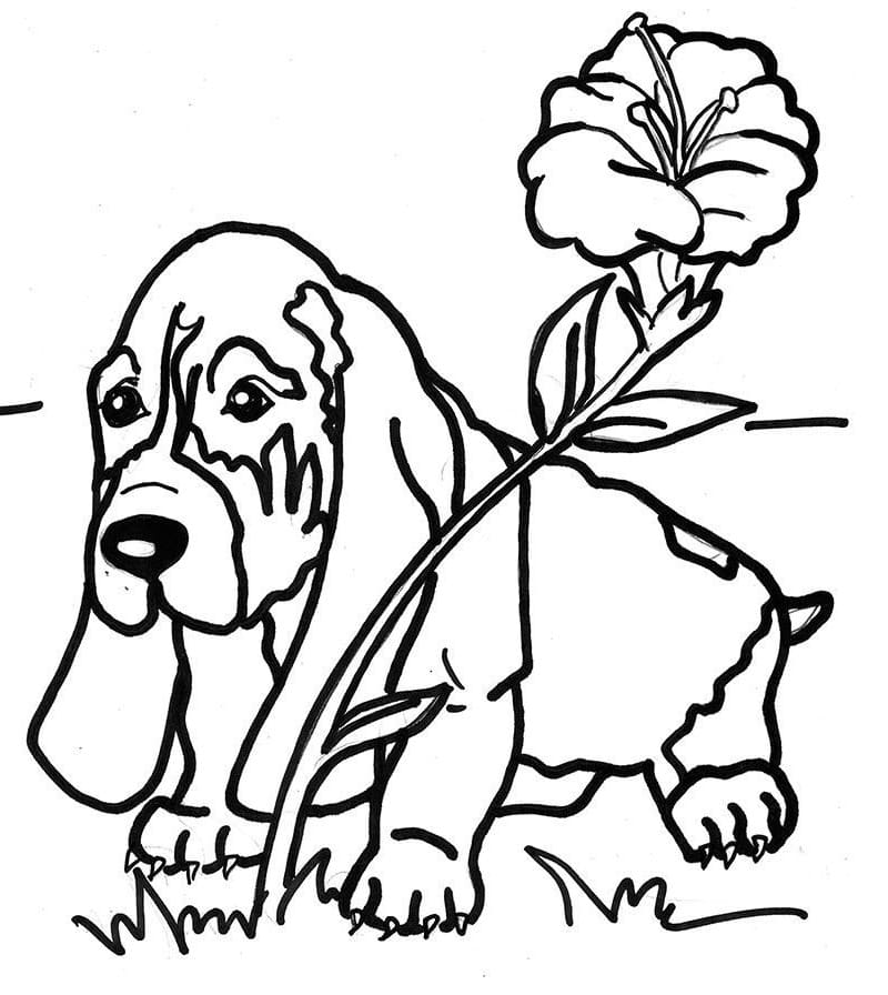 Basset Hound With Flower Coloring Pages