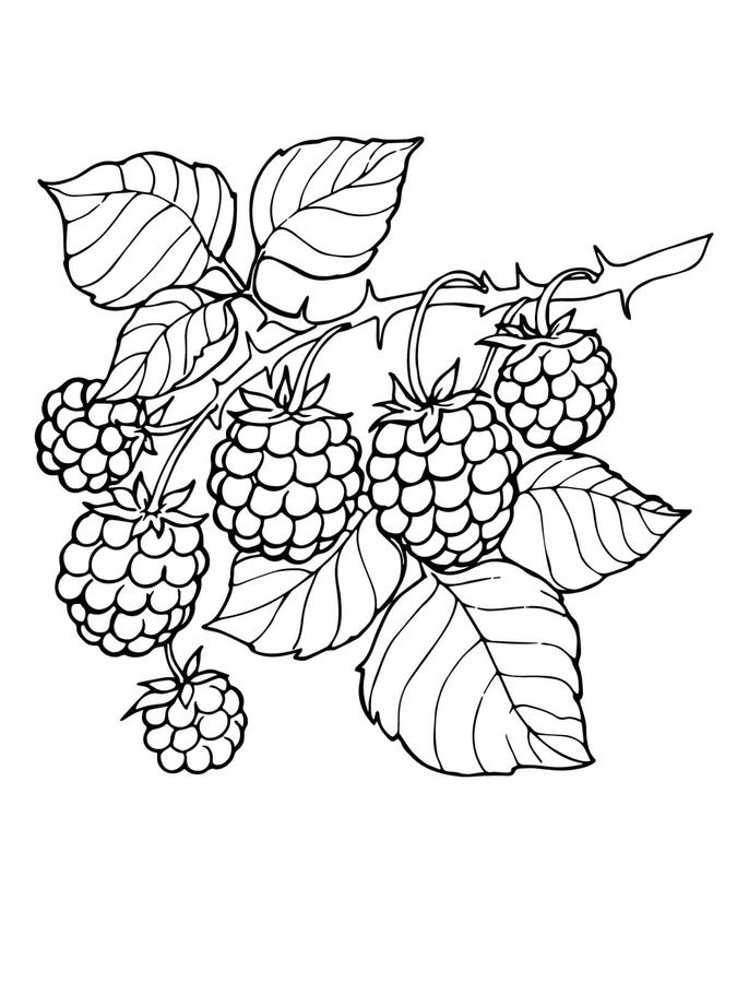 Blackberries Coloring Page