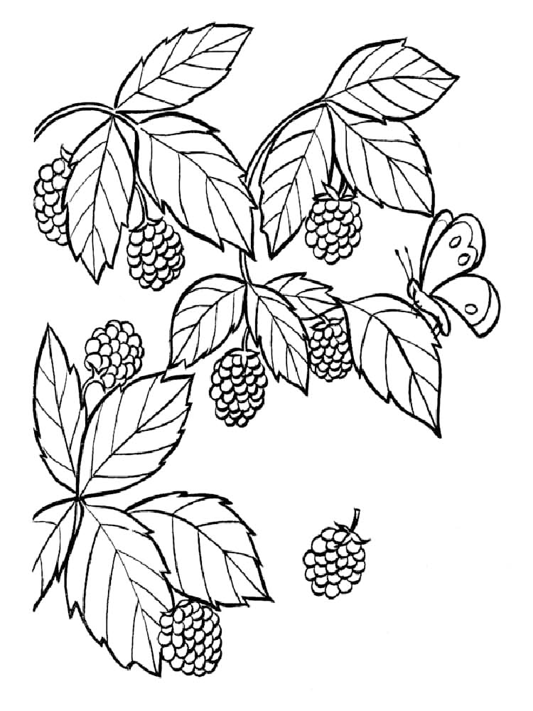 Blackberries And Leaves Coloring Page