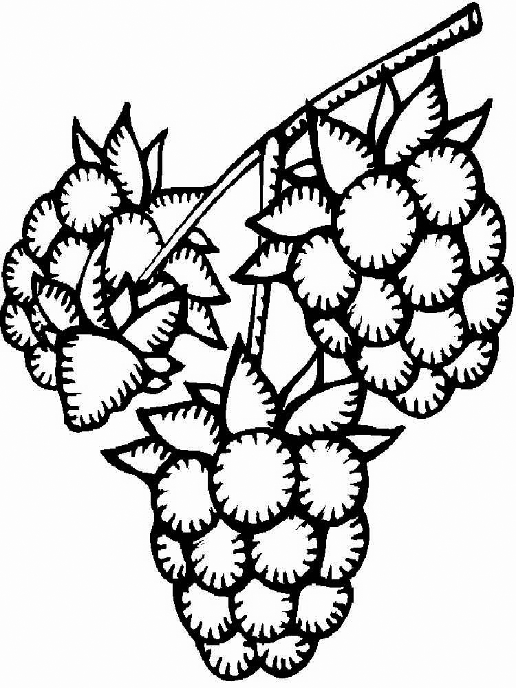Blackberries On Branch Coloring Page