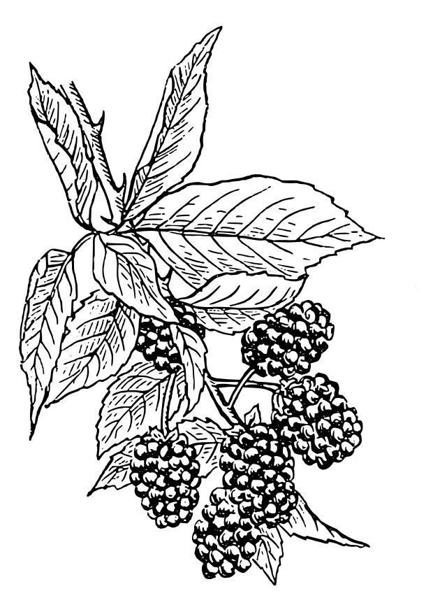 Blackberries On Bush Coloring Page